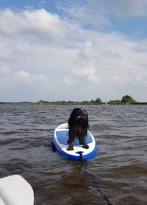 Schapendoes Gijsje-Bas van de Roeskebeer